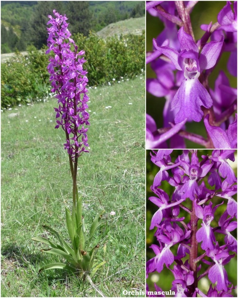 Ophrys tardive e altre orchidee in Epiro - Grecia settentrionale  22_30 maggio 2024.